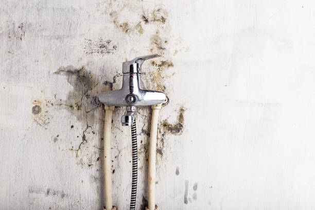 Best Office Mold Removal Services  in Excelsior Springs, MO