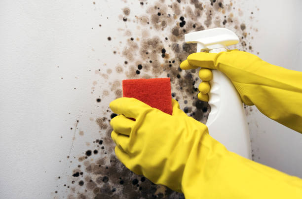 Best Mold Cleaning Services  in Excelsior Springs, MO